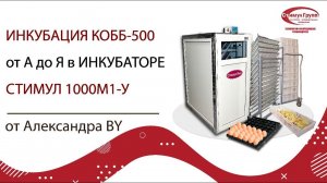 Инкубация КОББ-500 от А до Я в инкубаторе Стимул-1000М1-У от Александра BY