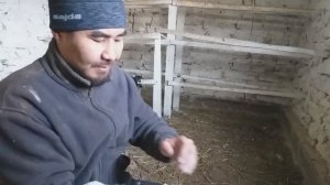 Как я различаю молодую курицу от старой