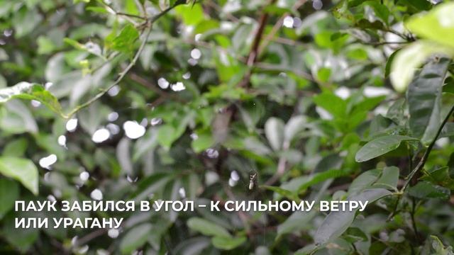 Приметы про пауков ! Увидеть, Ползет, Спускается - Утром и Вечером, в доме, на улице, в машине смотреть онлайн