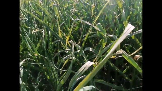 как правильно оборвать стрелки чеснока смотреть онлайн