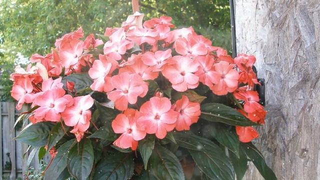 Как Выращивать Бальзамин из Семян в Домашних Условиях смотреть онлайн