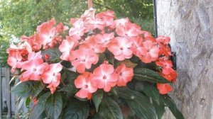 Как Выращивать Бальзамин из Семян в Домашних Условиях