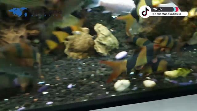 10 TANKMATE UNTUK IKAN PREDATOR SUPAYA TANK LEBIH RAME DAN BERSIH смотреть онлайн