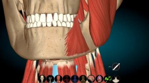 Мышцы шеи в 3D. Крепления, функции, движения, происхождение, иннервация. Миология. Mm. colli