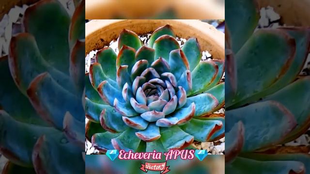 Echeveria APUS🇰🇷