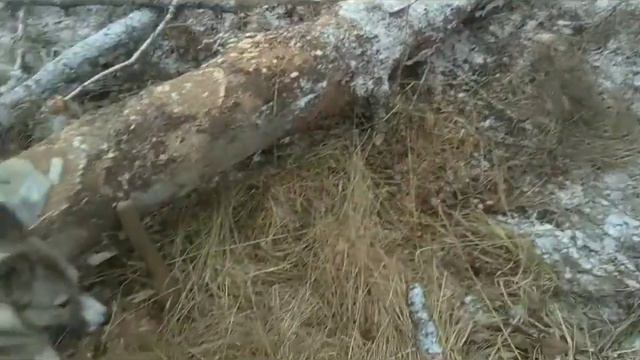 ДЕЛАЕМ СОЛОНЕЦ ДЛЯ ЗАЙЦЕВ//ПОМОЩЬ ПРИРОДЕ/ЧАСТЬ 1