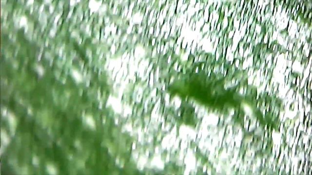 🔍 Это приобретение повергло меня в шок!👀 Микро мир на орхидеях. 🐛 🐜 смотреть онлайн