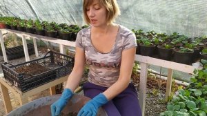 Выращивание крупноцветковой виолы (анютины глазки)!