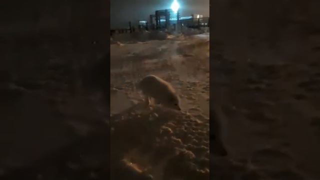 Животные севера смотреть онлайн