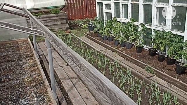 Сибирь. Высаживаем Томатные гномы на постоянное место в тоннель. смотреть онлайн