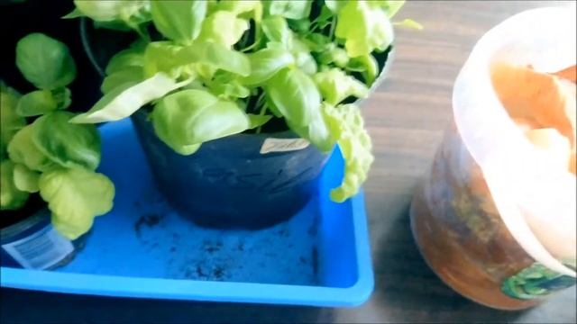 Первая подкормка базилика.Когда и чем? смотреть онлайн