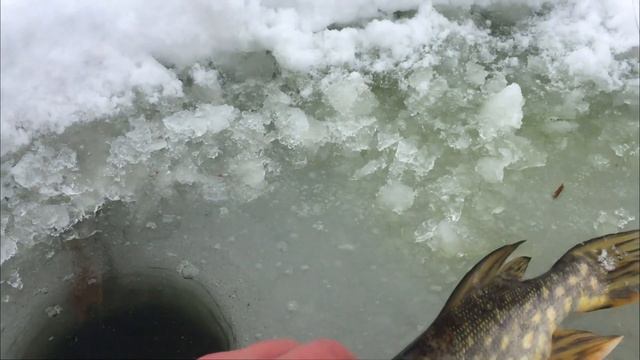 "Парад зубастой" Рыбалка 23 февраля , флажки стояли как на параде! смотреть онлайн