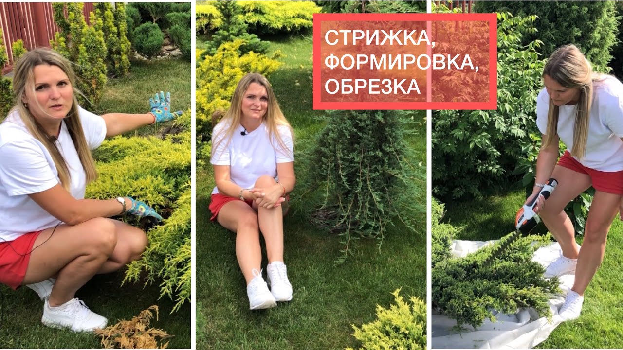 РАБОТА КИПИТ летом в саду СТРИГУ можжевельники и тую, обрезаю заболевшие ветки смотреть онлайн
