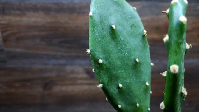 ГРУШЕВЫЙ КАКТУС. ОПУНЦИЯ ИНЖИРНАЯ. СОДЕРЖАНИЕ И РАЗВЕДЕНИЕ В ДОМАШНИХ УСЛОВИЯХ смотреть онлайн