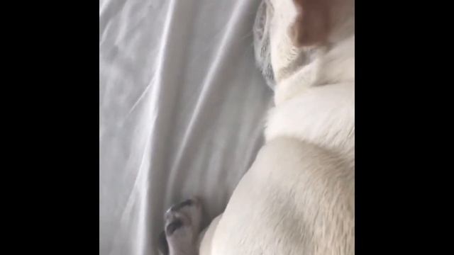 French Bulldogs Funny Moments & Fails Compilation #13 французский бульдог приколы смотреть онлайн