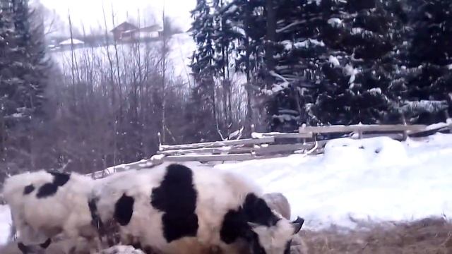 откорм быков. содержание зимой на улице в минус 30 смотреть онлайн