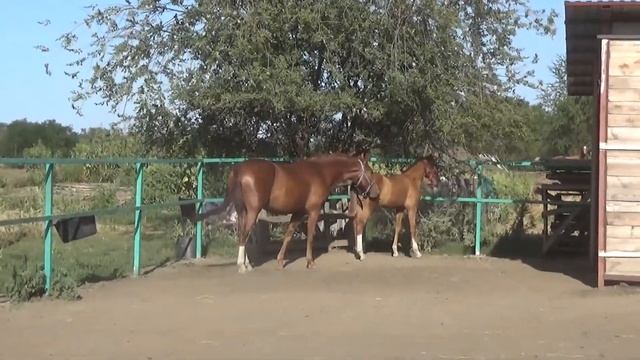 Стабунивание жеребенка 4 мес  Донской жеребенок Бугатти и донской мерин Гелий 3 года
