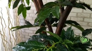 Дерево Манго высота 150 см