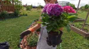 Как правильно посадить гортензию на дачном участке, проверенный способ.