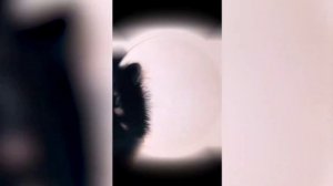 Танцующий енотик Педро Педро 4 минуты