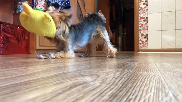 DogVlog: Наша прогулка, играю с Евой смотреть онлайн