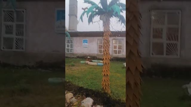 результат вымытых стен, секрет уборки, компотная, пальмы на севере. Скотный двор. смотреть онлайн