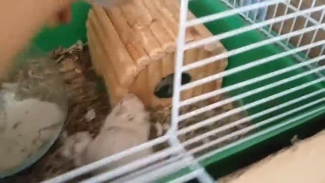 Жизнь моих песчанок смотреть онлайн