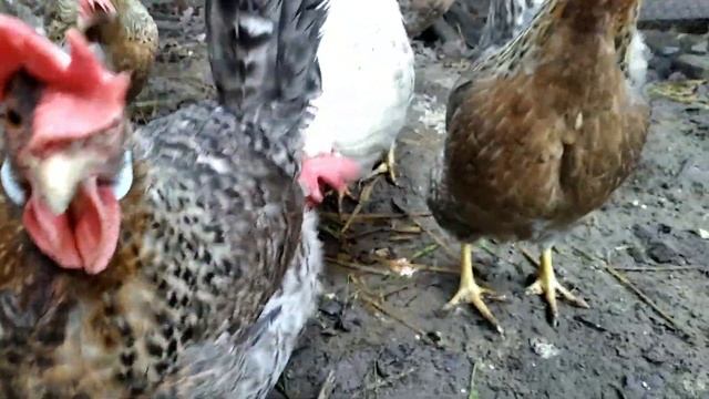 Легбар-кремовый хохлатый, достоинства и недостатки породы. смотреть онлайн