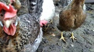 Легбар-кремовый хохлатый, достоинства и недостатки породы.