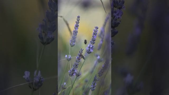 Лаванда на даче #лето #дача #дачное #дачнаяжизнь #сочи #лаванда #пчёлы #bee #summer #summertime смотреть онлайн