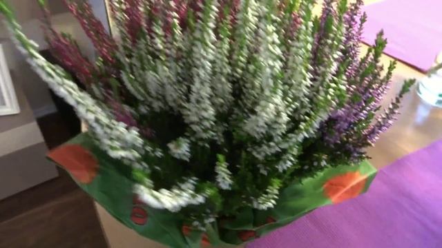 Осенние цветы Вереск Хризантемы - декоративные садовые растения смотреть онлайн