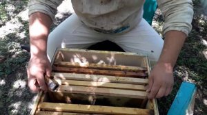 Отводок на старую матку. Ревизия через 3 дня