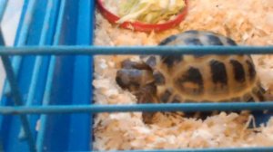 Черепаха впала в спячку