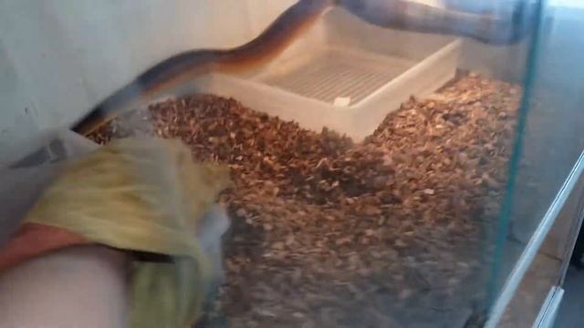 Белогубый питон самка смотреть онлайн