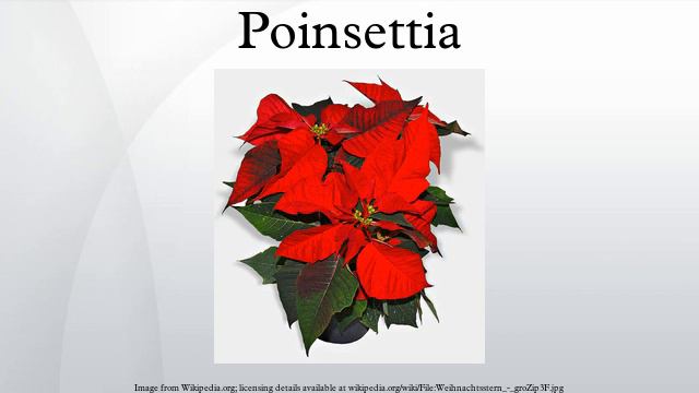 Poinsettia смотреть онлайн