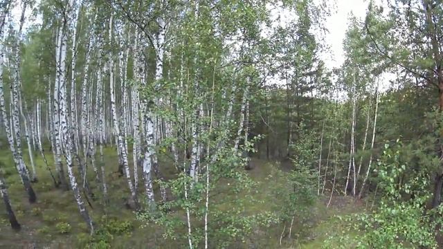 В лес по ГРИБЫ! Грузди, подберёзовики, дубовики! За ГРИБАМИ! смотреть онлайн