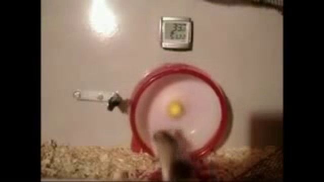 Смешные видео про хомяков Погоня Смешные хомяки :D смотреть онлайн