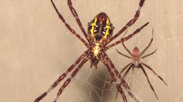 Spider Facts For Children - Learn Amazing Facts About Spiders