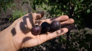 Черрикос (гибрид абрикоса и алычи) - Агро Сад