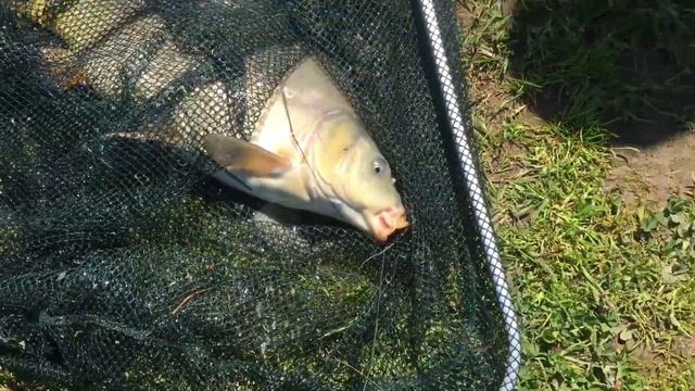 Поимка карпа на червя , общий водоём !!! смотреть онлайн