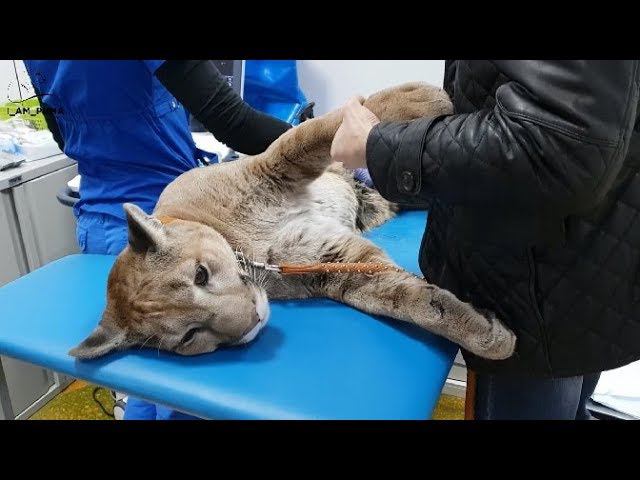 УЗИ для пумы Месси. Ultrasound For Puma Messi