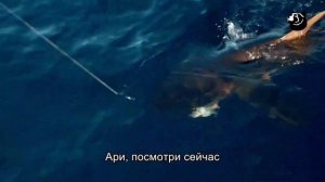 Рыбалка на Экваторе, Мальдивы. Часть 2 #сейшелы #мальдивы