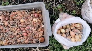 Сажаю лук с чесноком. Мыши поели сено и капусту.