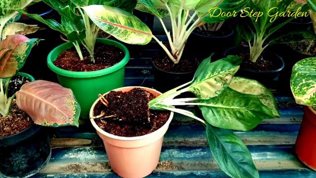 Be Successful in Air Layering Process II How to Propagate aglaonema by air layering process II смотреть онлайн
