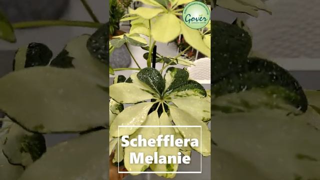 Schefflera Melanie смотреть онлайн