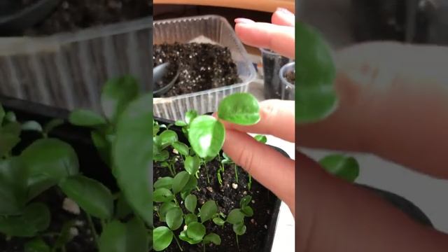 Мандарин из косточки . Пересадка мандарина смотреть онлайн