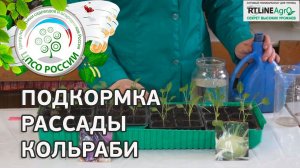 Подкормка рассады кольраби. Как вырастить капусту кольраби.