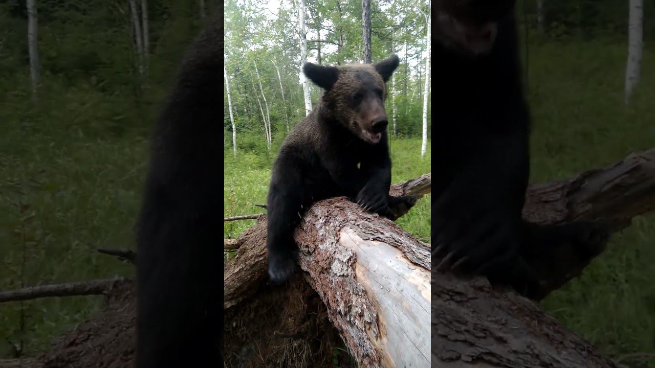 Буржуй не разрешает. #bear смотреть онлайн