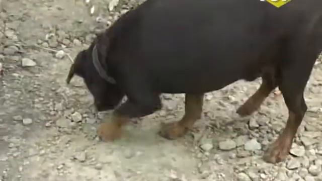 Уход за бездомными смотреть онлайн