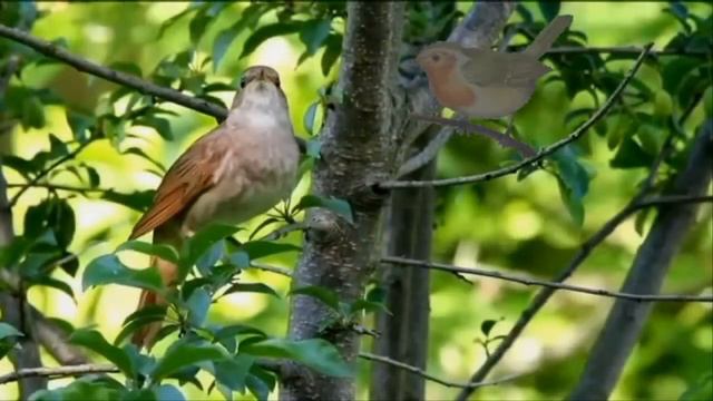 Лев Кулушев - " Яратам " (" Люблю " ) смотреть онлайн